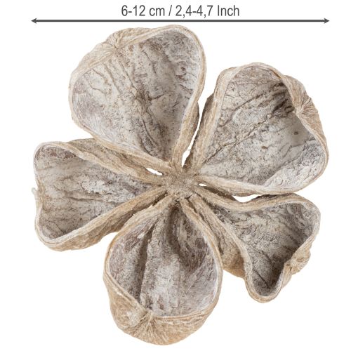 Landlotus Weiß gewaschen 6-12cm 50St | Floristik21.de