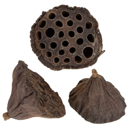 Lotos Kolben mittel 100 St Natur