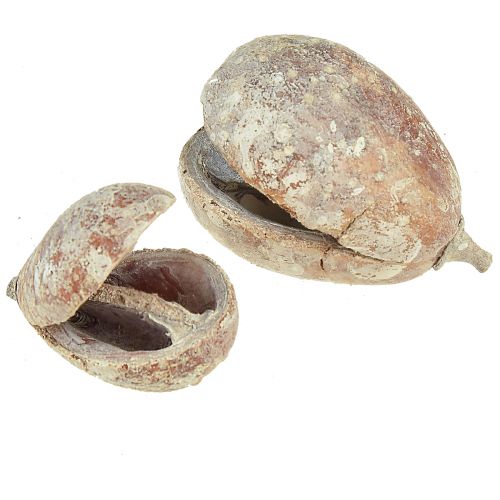 Artikel Mike Fruit Exoten getrocknet Weiß gewaschen 4-6cm 50 St