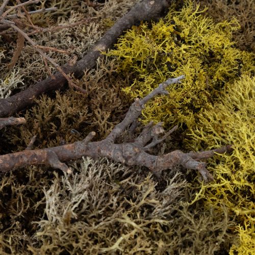 Artikel Natürliche Mooswandkunst 40x30cm – Nachhaltige & pflegeleichte Wanddekoration