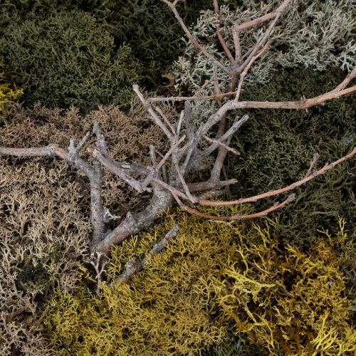 Artikel Moosbild Deko Wandbild Echtes Konserviertes Moos Natürliche Zweige Atmosphärisch 60x40cm