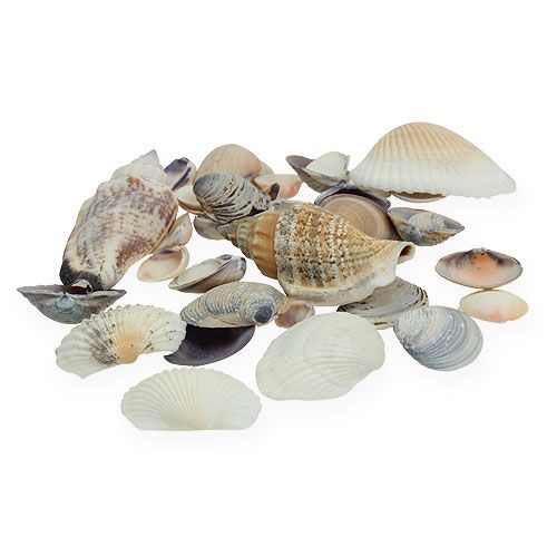 Floristik21 Muschelmix Natur 400g