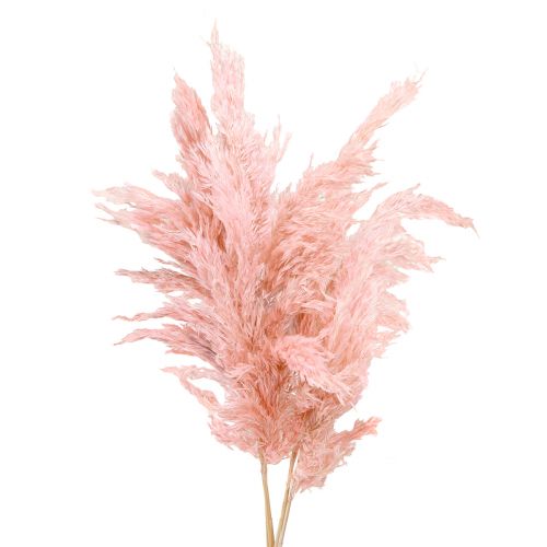 Floristik21 Pampasgras getrocknet Rosa Trockenfloristik 65-75cm 6St im Bund