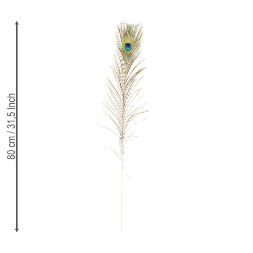 Artikel Pfauenfedern Natur für Dekorationen 75-85 cm – 8 Stück