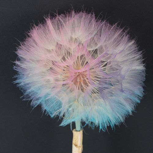 Artikel Pusteblume Trockenblume Wiesenbocksbart 12cm Stabilisiert Innenbereich 4 Stück