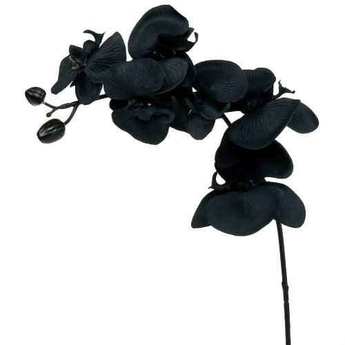 Orchidee zum Dekorieren Schwarz 54cm