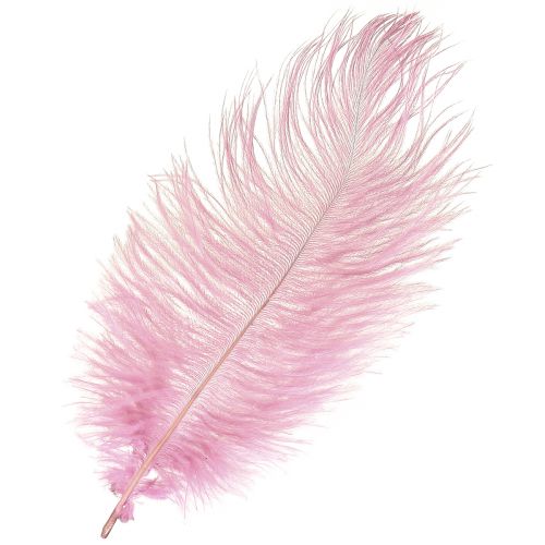 Floristik21 Straußenfedern Rosa 20-25cm Echt Dekoration Hochzeit Tischdeko 12 Stück
