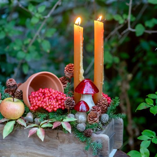 Artikel Strictum 6 - 9 Köpfe 25 St