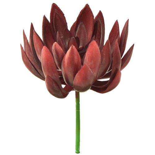 Floristik21 Sukkulente Echeveria Künstliche Grünpflanzen Rot Ø12cm 19,5cm