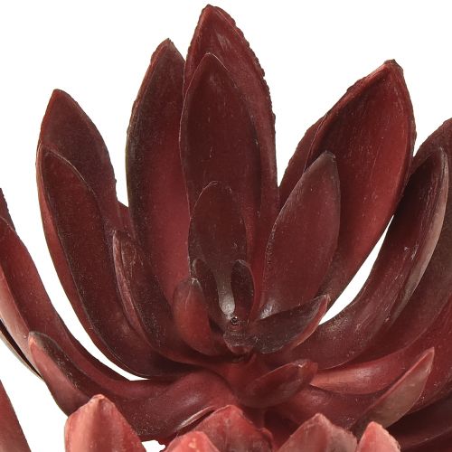 Floristik21 Sukkulente Echeveria Künstliche Grünpflanzen Rot Ø12cm 19,5cm