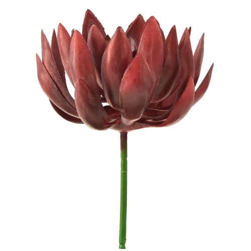 Floristik21 Sukkulente Echeveria Künstliche Grünpflanzen Rot Ø12cm 19,5cm