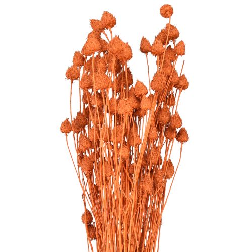Floristik21 Trockenblumen Trockendistel Erdbeerdistel Orange 100g