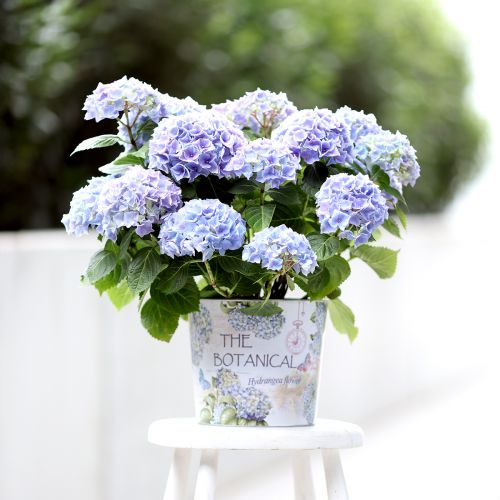 Übertopf Metall Blumentopf Hortensie Ø24cm H21cm