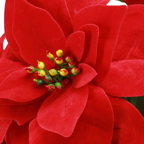 Artikel Festlicher Weihnachtsstern künstlich Rot 50cm Deko-Set 2tlg