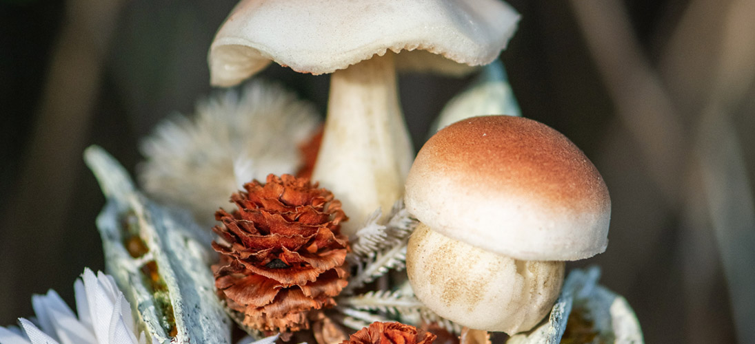 Laub, Blätter & Pilze
