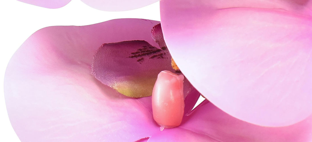 Orchideen