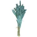 Floristik21 Trockenblumen, Setaria Pumila, Borstenhirse Blau 65cm 200g