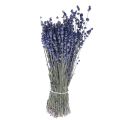 Floristik21 Getrockneter Lavendel Bund Trockenblume Blau 25cm 75g