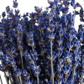 Floristik21 Getrockneter Lavendel Bund Trockenblume Blau 25cm 75g
