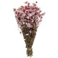 Floristik21 Strohblumen Trockenblumen Weiß Rosa 20-35cm Bund 40g