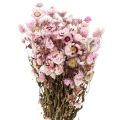Floristik21 Strohblumen Trockenblumen Weiß Rosa 20-35cm Bund 40g