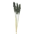 Floristik21 Trockenblumen Sorghum Hirse Blaugrün Trockenfloristik 72cm 3St