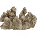 Maritime Deko, Meerestier, Deko Koralle Polyresin 13,5x11,5cm