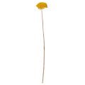 Achillea Trockenblumen Gelb, 1kg, 45-60cm, Naturfarben | Floristik21.de