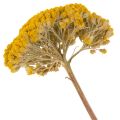 Achillea Trockenblumen Gelb,