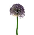 Floristik21 Allium 87cm Lavendel