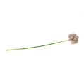 Floristik21 Allium Hellviolett L76cm