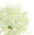 Floristik21 Allium Cremeweiß L76cm