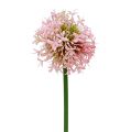 Floristik21 Allium künstlich Rosa 51cm