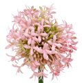 Floristik21 Allium künstlich Rosa 51cm
