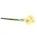 Floristik21 Zierlauch Allium künstlich Weiß 51cm 4St