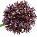 Floristik21 Zierlauch Allium künstlich Lila Ø7cm H58cm 4St