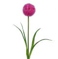 Floristik21 Allium 68cm Pink-Lila