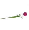 Floristik21 Allium 68cm Pink-Lila