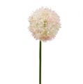Floristik21 Allium Creme-Rosa Ø15cm L70cm