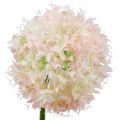 Floristik21 Allium Creme-Rosa Ø15cm L70cm