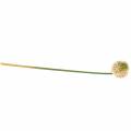 Floristik21 Zierlauch Allium künstlich Rosa/Grün Ø8cm 58cm