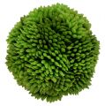 Floristik21 Alliumball 5cm Grün 4St