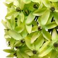 Floristik21 Zierlauch Allium, Seidenblume, künstlicher Kugellauch Grün Ø20cm L72cm
