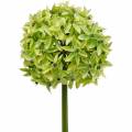 Floristik21 Zierlauch Allium, Seidenblume, künstlicher Kugellauch Grün Ø20cm L72cm