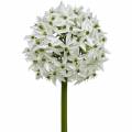 Floristik21 Deko-Blume Allium, künstlicher Kugellauch, Zierlauch Weiß Ø20cm L72cm