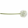 Floristik21 Deko-Blume Allium, künstlicher Kugellauch, Zierlauch Weiß Ø20cm L72cm