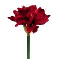 Floristik21 Amaryllis Dunkelrot L 73cm 2St