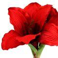 Floristik21 Amaryllis Rot L 68cm 1St