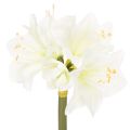 Floristik21 Kunstblume Amaryllis Weiß mit Stiel 50 cm für Advent und Weihnachten