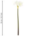 Kunstblume Amaryllis Weiß mit Stiel 50 cm für Advent und Weihnachten | Floristik21.de
